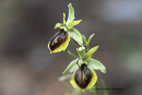 Ophrys zeusii - Ophrys zeusii - Ophrys zeusii
