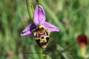 Ophrys heldreichii - Ophrys heldreichii - Ophrys heldreichii