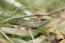 Κονακι - Slow worm - Anguis fragilis