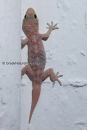 Σαμιαμιδι - Mediterranean house gecko - Hemidactylus turcicus