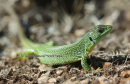 Τρανοσαυρα - Balkan green lizard - Lacerta trilineata