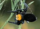 Αραχνη (Eresus sp.) - Spider (Eresus sp.) - Eresus sp.