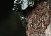 Καμποδεντροβατης(Certhia brachydactyla) στην Παρνηθα