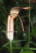 Λυχναρακι (Arisarum vulgare)