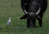 Γελαδαρης (Bubulcus ibis) και βουβαλι στη λιμνη Κερκινη
