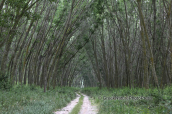 Το δασος του Κοτζα Ορμαν στο δελτα του Νεστου