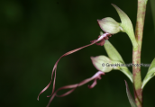 Ορχιδεα, (Himantoglossum caprinum)