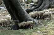 Ενα κοπαδι προβατα στον Καστανολογγο στο βουνο της Οχης