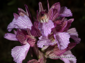 Ορχιδεα, Ωρωπος, Orchis papilionacea