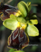 Ορχιδεα(Ophrys melena) στη Παρνηθα