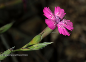 Παρνηθα, αγριογαρυφαλλο(dianthus diffusus)