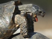 Κρασπεδωτη χελωνα (Testudo marginata) σε οιστρο στη Παρνηθα