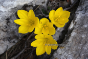 Κιτρινο κρινακι (Sternbergia lutea) στη Παρνηθα