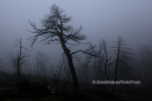 Το καμμενο απο τη φωτια δασος της Παρνηθας, στην ομιχλη