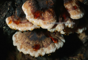 Μανιταρι (Ischnoderma resinosum) στη Παρνηθα
