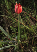 Τουλιπα στη Παρνηθα, Tulipa hageri, orphanidea