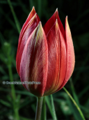 Τουλιπα (Tulipa hageri, orphanidea) στη Παρνηθα