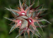 Τριφυλλι το αστερωτο (Trifolium stellatum)