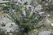 Στουρεκι (Globularia alypum)