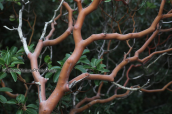 Ο κοκκινος κορμος της αγριοκουμαριας (Arbutus andrachne)