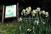 Ναρκισσοι (Narcissus tazetta) στη Παρνηθα