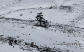 Χιονι στο καμμενο απο τη φωτια ελατοδασος της Παρνηθας