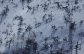 Χιονι στο καμμενο απο τη φωτια ελατοδασος της Παρνηθας