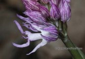 Ορχιδεα (Orchis italica) στη Παρνηθα