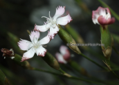 Αγριογαρυφαλλο (Dianthus serratifolius subsp. serratifolius) στη Παρνηθα