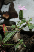 Saponaria calabrica στη Παρνηθα
