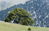 Μοναχικο μαυροπευκο (Pinus nigra) στη Ζηρεια