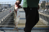 Ψαρεμα κεφαλων στο Κηφισο ποταμο στο υψος του Ρεντη