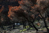 Εικονα απο το καμμενο τμημα της Παρνηθας απο τις φωτιες του 2023