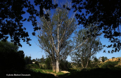 Μαύρη Λεύκα (Populus nigra) στην Αττικη