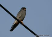 Μαυροκιρκινεζο-Falco vespertinus