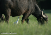 Γελαδαρης-Bubulcus ibis