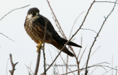 Μαυροπετριτης (Falco eleonorae)