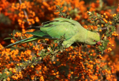 Πρασινος παπαγαλος (Psittacula krameri) στο παρκο Τριτση