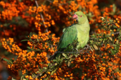 Πρασινος παπαγαλος (Psittacula krameri) στο παρκο Τριτση