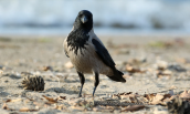 Σταχτοκουρουνα (Corvus corone) στη λιμνοθαλασσα Ωρωπου