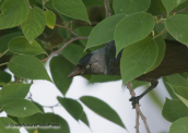Καργια-Corvus monedula