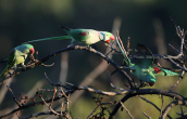 Πρασινοι παπαγαλοι(Psittacula eupatria) στο παρκο Τριτση στην Αθηνα
