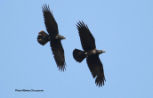 Κορακια (Corvus corax) στη Παρνηθα