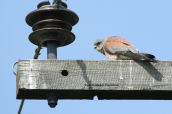 Κιρκινέζι (Falco naumanni) στο καμπο της Λαρισας