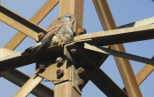 Βραχοκιρκινεζο (Falco tinnunculus) εποπτευει το παρκο Τριτση απο τους πυλωνες υψηλης τασης