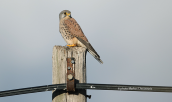 Βραχοκιρκινεζο (Falco tinnunculus)
