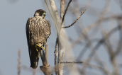 Πετριτης (Falco peregrinus)