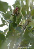 Πρασινος παπαγαλος-Psittacula krameri