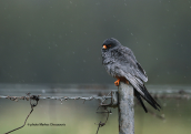 Αρσενικο μαυροκιρκινεζο (Falco vespertinus)