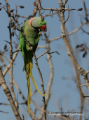 Πρασινος παπαγαλος(eupatria)-Psittacula eupatria